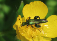 Oedemera-nobilis